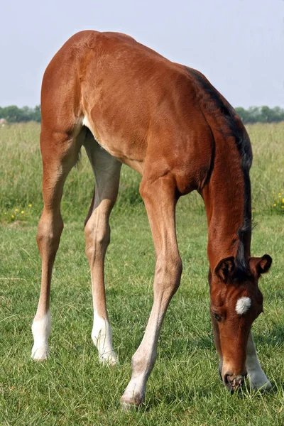 Cheval Dans Champ — Photo