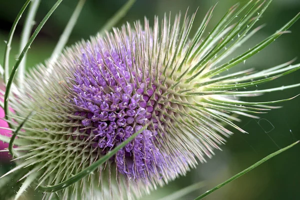 Schöne Blumen Blumiges Konzept Hintergrund — Stockfoto