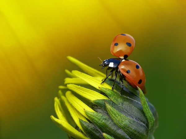 Nahaufnahme Von Wanzen Der Wilden Natur — Stockfoto