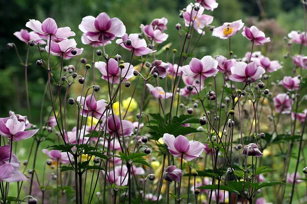 Beautiful Blooming Anemone Flowers — Stock Photo, Image