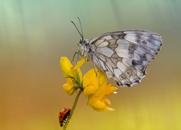 Closeup Bug Wild Nature — Stock Photo, Image