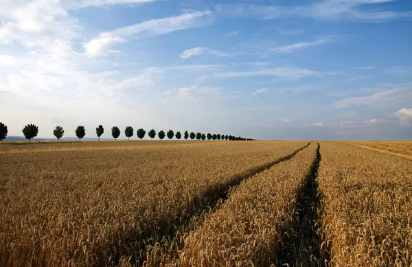 Ländliche Landwirtschaft Weizenfeld — Stockfoto