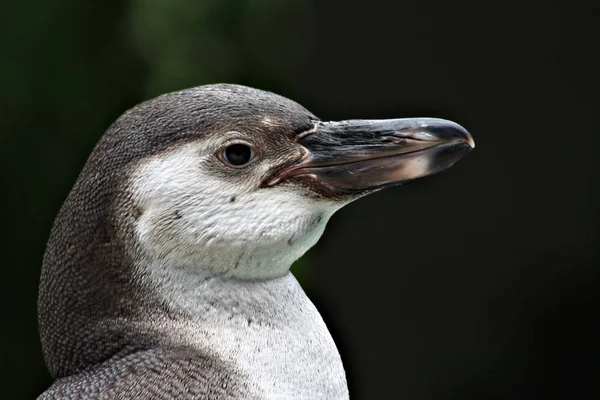 自然の中で可愛いペンギンの姿を見る — ストック写真