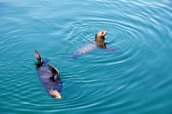 カリフォルニアのアシカ動物 — ストック写真