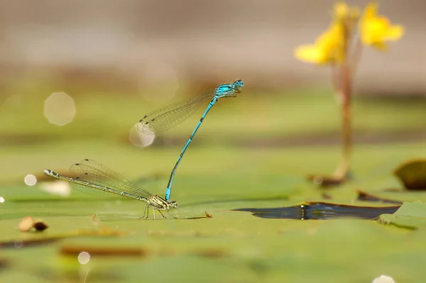 Odonata Trollslända Naturen Flora — Stockfoto