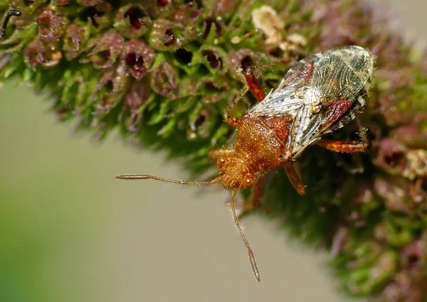 浅褐色玻璃翼虫 Rhopalus Subrufus 这种虫大约8毫米长 特征是明显的颜色 头部和分泌物呈红褐色 标签也主要是红色的棕色 并显示一个白色的尖端 — 图库照片