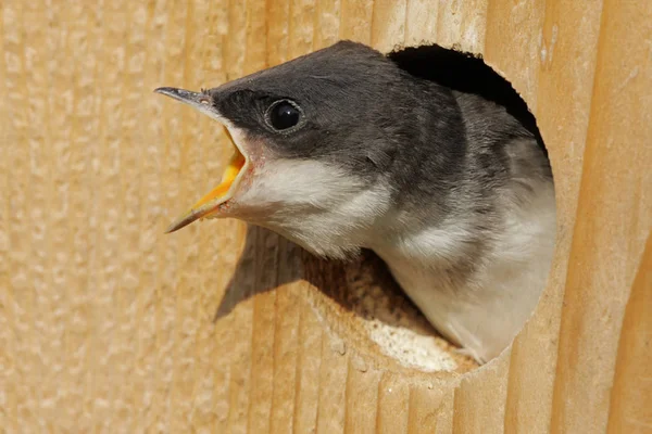 Hungrige Baumschwalbe — Stockfoto