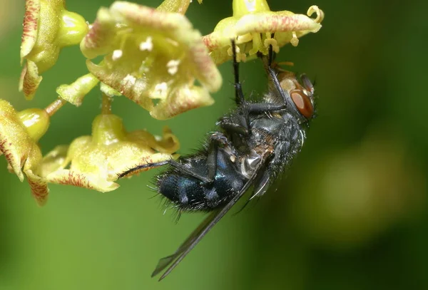 Fly Sucks Currant Blossoms — Stock Photo, Image