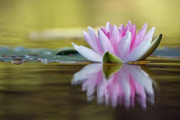 睡蓮の花びら 水生植物 — ストック写真