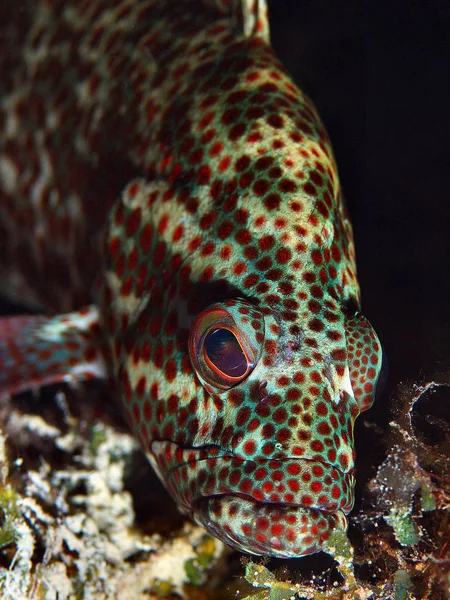 Karibské Moře Curacao Willemstad Ostrovech Abc — Stock fotografie