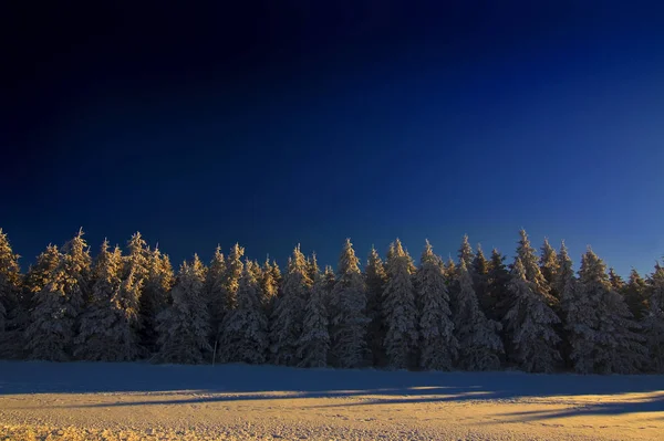 雪に覆われた木々の冬の風景 — ストック写真