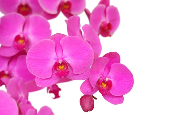 Purpurowa Orchidea Białym Tle — Zdjęcie stockowe