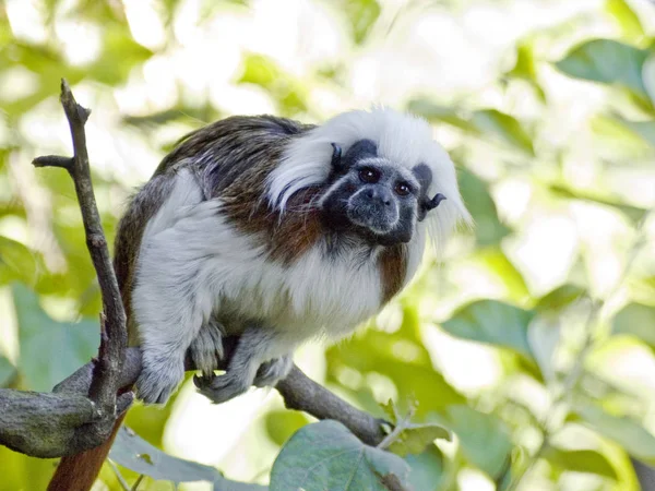 サルの動物や自然動物は — ストック写真