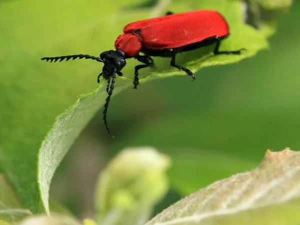 Primer Plano Error Naturaleza Salvaje — Foto de Stock