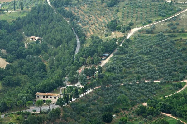 Drzewa Oliwne Assisi Umbria — Zdjęcie stockowe