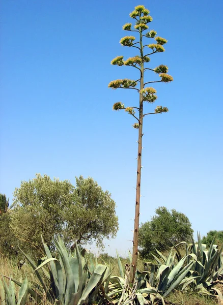 Planta Tropical Cactus Flora Botánica —  Fotos de Stock