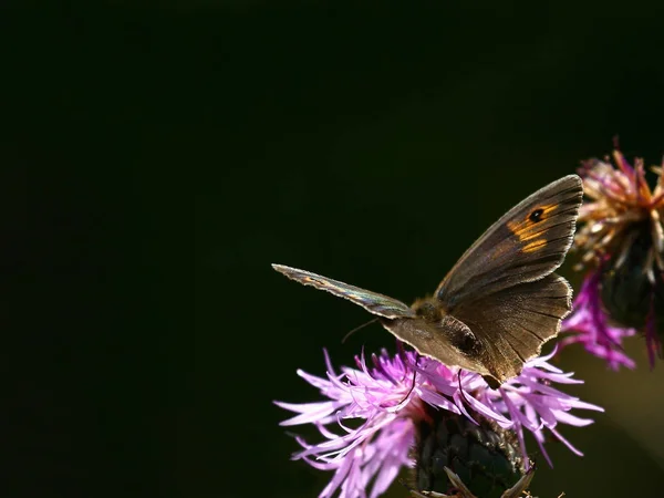 Naturdokument Inte Arrangerat Eller Manipulerat — Stockfoto