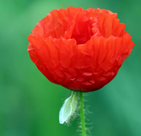 红色罂粟在草地上的花 — 图库照片