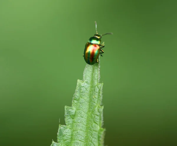 Nahaufnahme Von Käfer Der Natur — Stockfoto