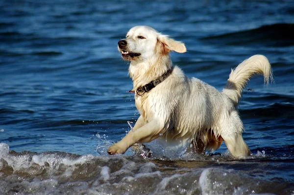 Recuperatori Sulla Spiaggia — Foto Stock