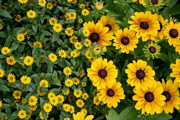 Sanvitalia Och Rudbeckia Hirta — Stockfoto