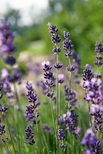 violet lavender flowers, purple Provence flowers