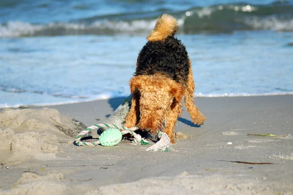 Welch Terrier Sahilde Oynuyor — Stok fotoğraf