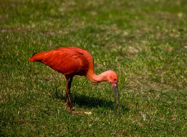 Panoramisch Uitzicht Prachtige Ibis Vogel — Stockfoto