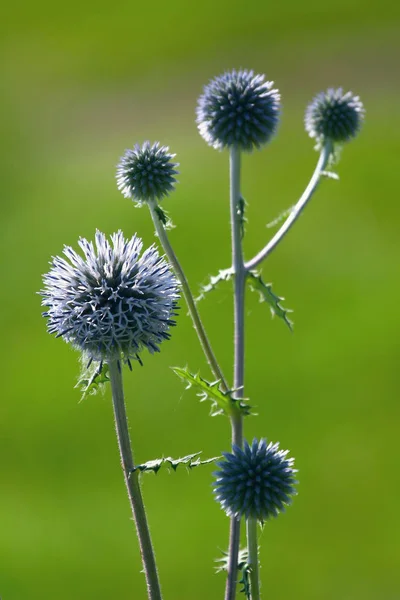 Mooi Botanisch Schot Natuurlijk Behang — Stockfoto