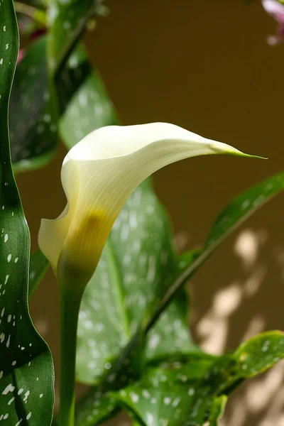 Exotische Calla Lelie Bloemen Bloemblaadjes Flora Plantkunde — Stockfoto