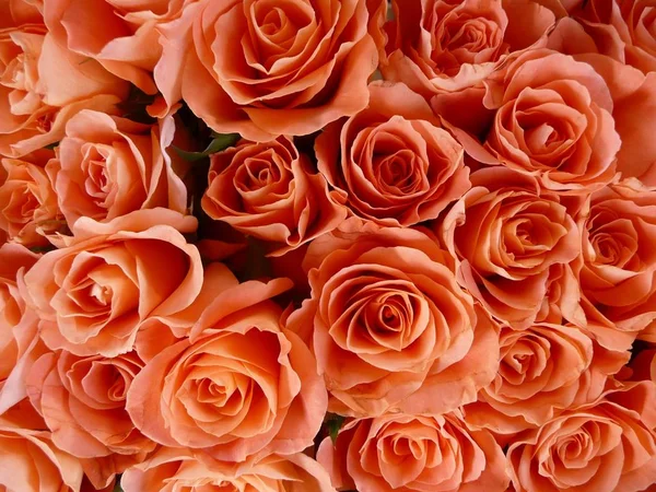 Rosas Vermelhas Pétalas Flores — Fotografia de Stock