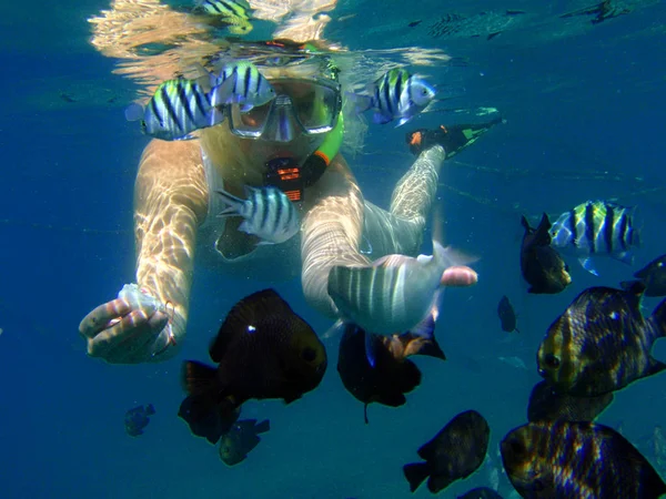 Unterwasserfoto Einer Gruppe Von Fischen — Stockfoto