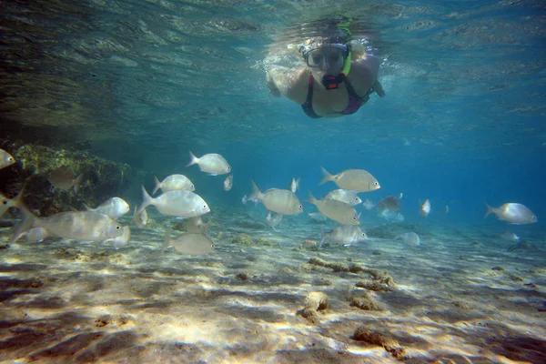 Marien Thema Behang Onderwater Foto — Stockfoto