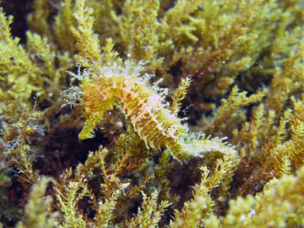 Szenischer Blick Auf Die Unterwasserwelt — Stockfoto