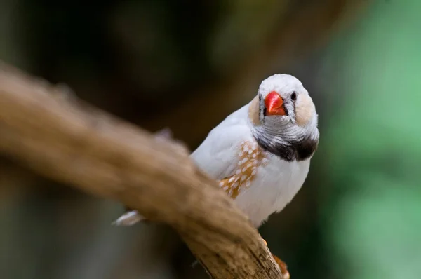 Malowniczy Widok Piękny Ładny Ptak Zięba — Zdjęcie stockowe