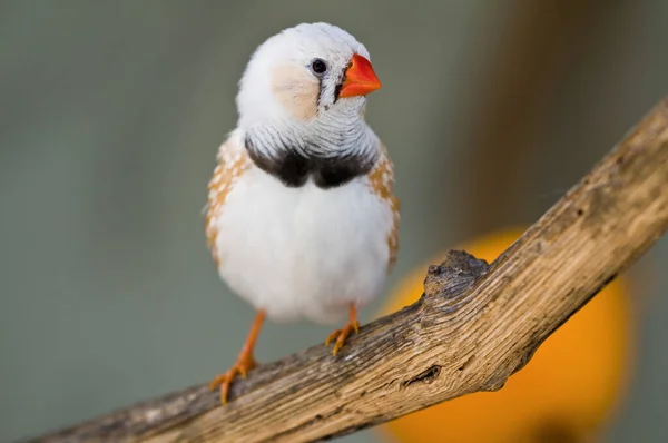 Живописный Вид Красивой Милой Птицы Вьюнка — стоковое фото