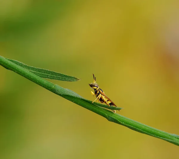 Vue Rapprochée Des Insectes Guêpes Dans Macro Shot — Photo