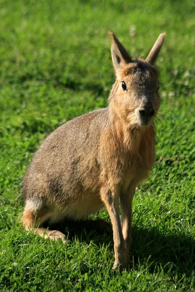 Djurlivsscenen Vacker Natur — Stockfoto