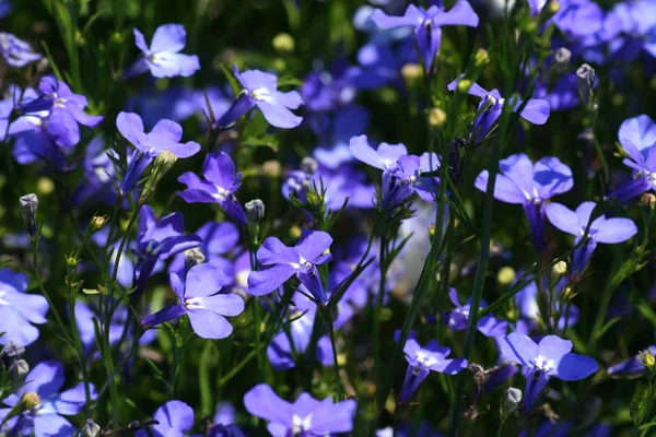 Piękne Botaniczne Ujęcie Naturalna Tapeta — Zdjęcie stockowe