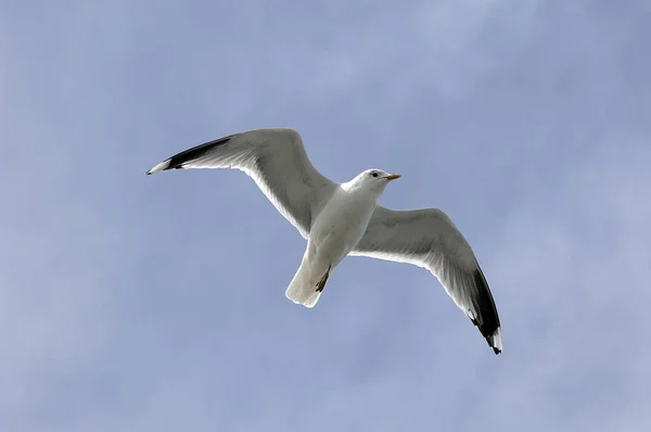 Vacker Utsikt Över Vackra Måsfåglar Naturen — Stockfoto