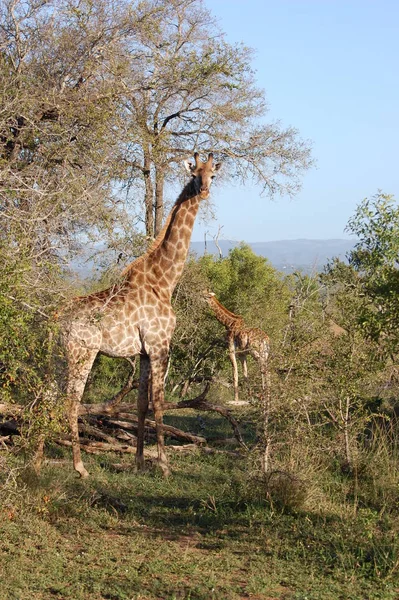 Girafe Brune Faune Faune Flore Sauvages — Photo