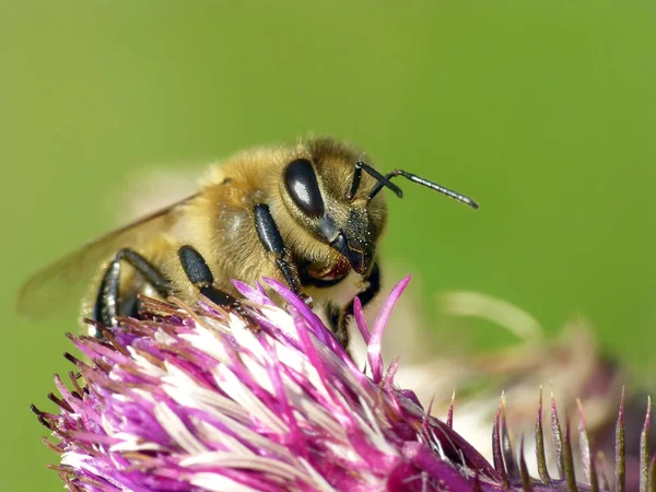 Close Zicht Insect Natuur — Stockfoto