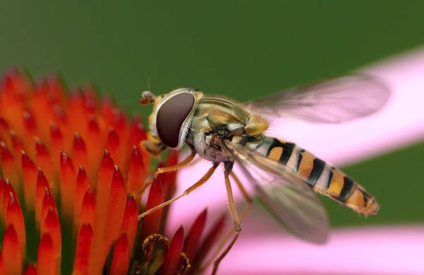 Hain Hoverfly Bisyrphus Balteatus —  Fotos de Stock