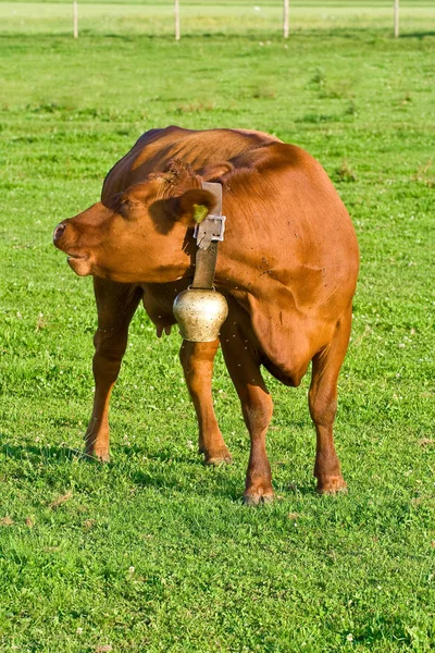 Animales Jóvenes Enfoque Selectivo —  Fotos de Stock