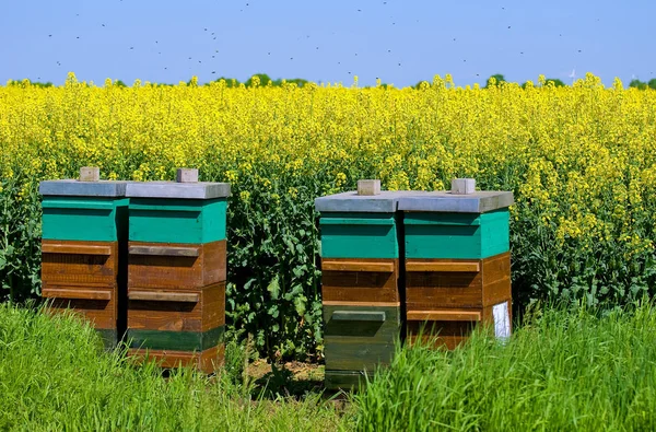 Méhecske Méhecskéken Mezőn — Stock Fotó
