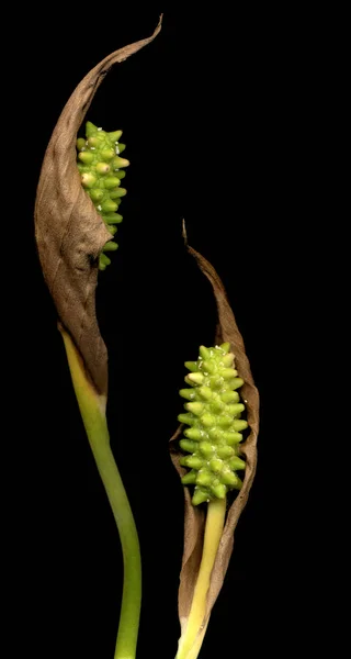 Mooi Botanisch Schot Natuurlijk Behang — Stockfoto