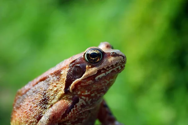 Krötenreptil Frosch Amphibientier — Stockfoto