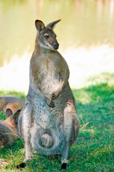 Animal Kangourou Faune Australienne — Photo