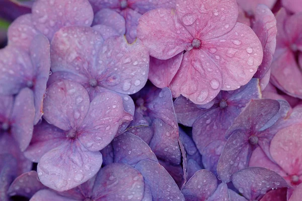 Vacker Utsikt Över Vackra Färgglada Hortensia — Stockfoto