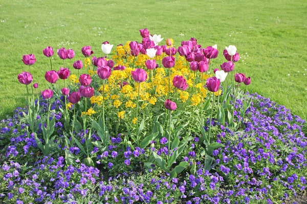 Tulipa Flores Pétalas Flora Primavera — Fotografia de Stock